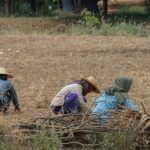 a group of people working in a field